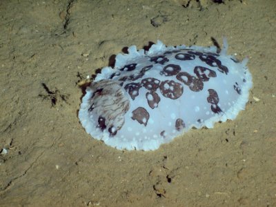 FGBNMS - Unidentified Nudibranch - Elvers Bank