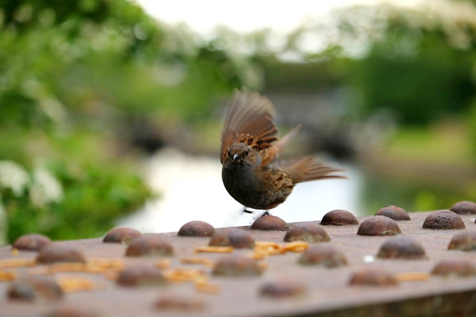 Incoming Dunnock. photo