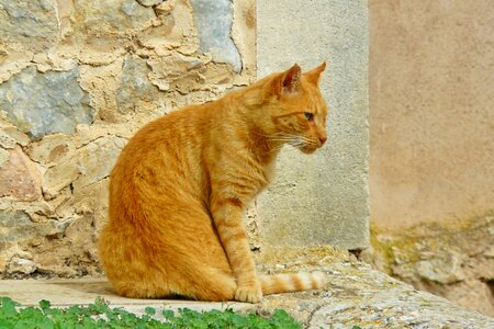 Domestic cat mackerel red mackerel tabby