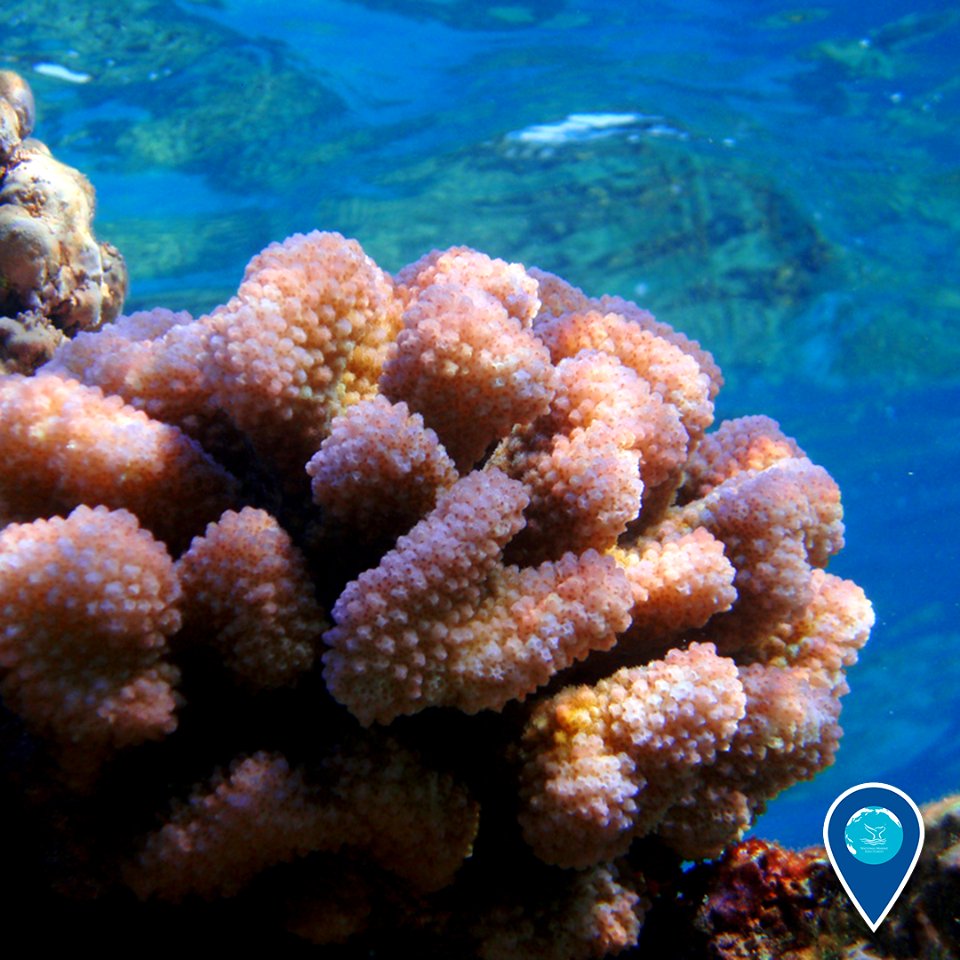 PMNM cauliflower coral
