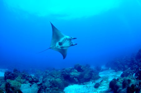 FGBNMS - manta ray photo