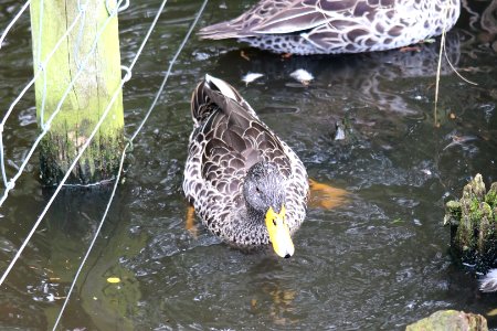 South African Yellow-billed Duck