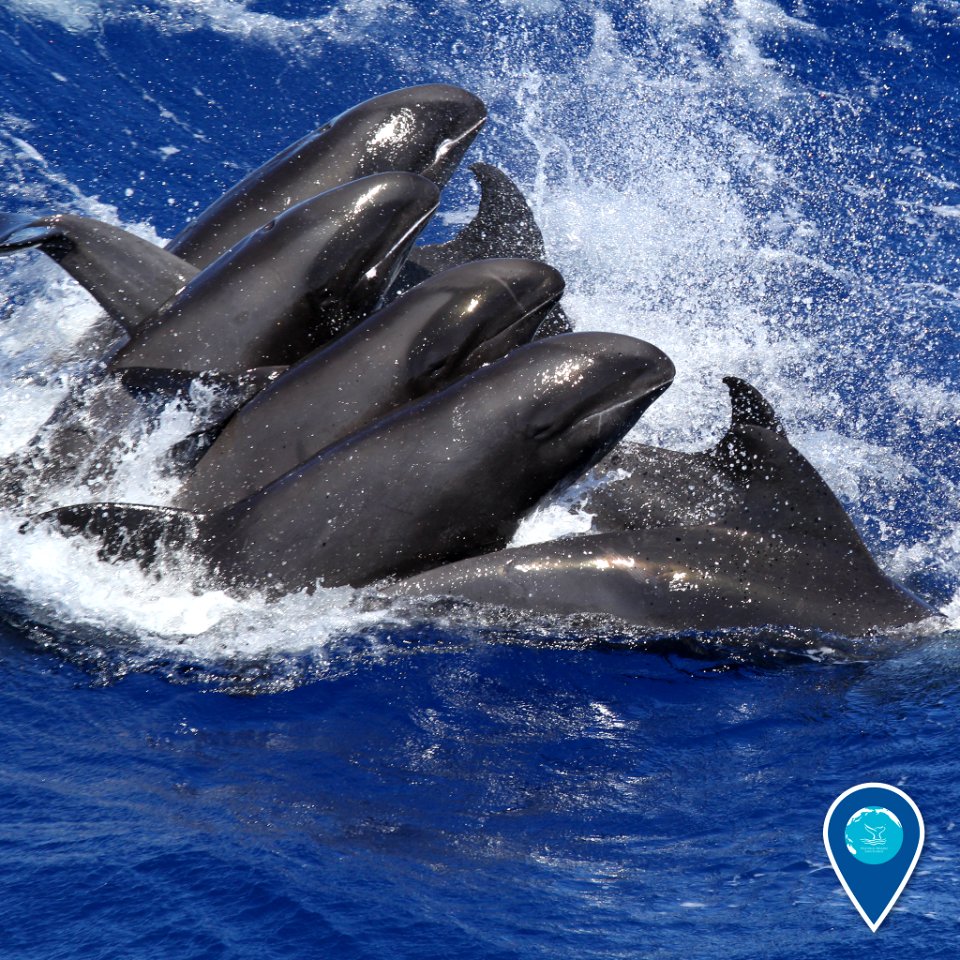 HIHWNMS melon-headed whales