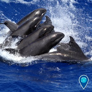 HIHWNMS melon-headed whales photo