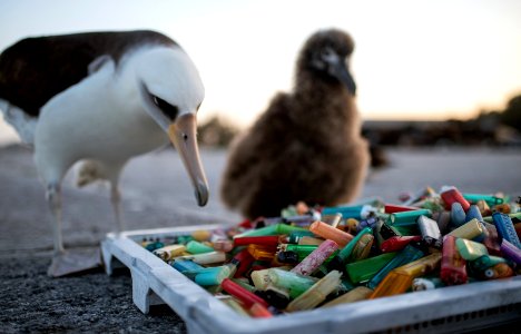 PMNM - Laysan Albatross And Debris