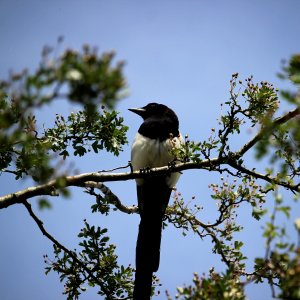 Marmite Bird 02 photo