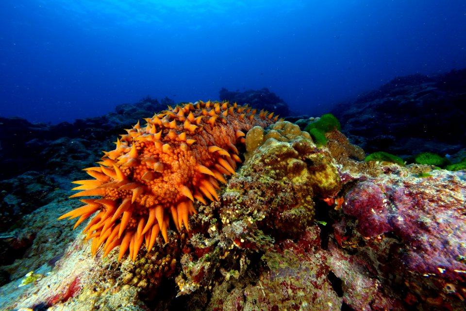 NMSAS - sea cucumber