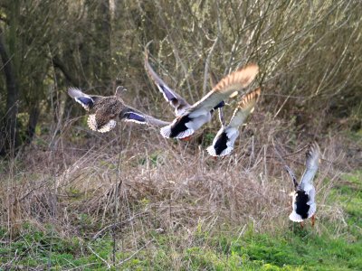 Flying Ducks photo