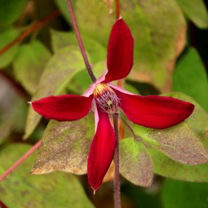 Red Clematis