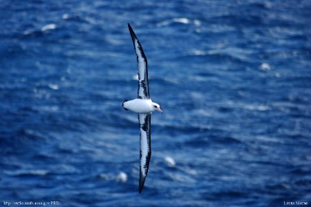 CBNMS - Laysan Albatross photo