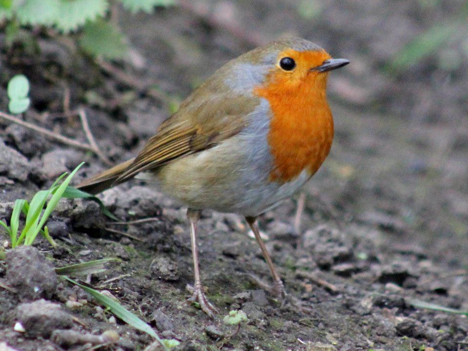 Robin standing firm.