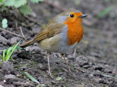Robin standing firm. photo