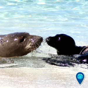 PMNM Hawaiian monk seal mother and pup