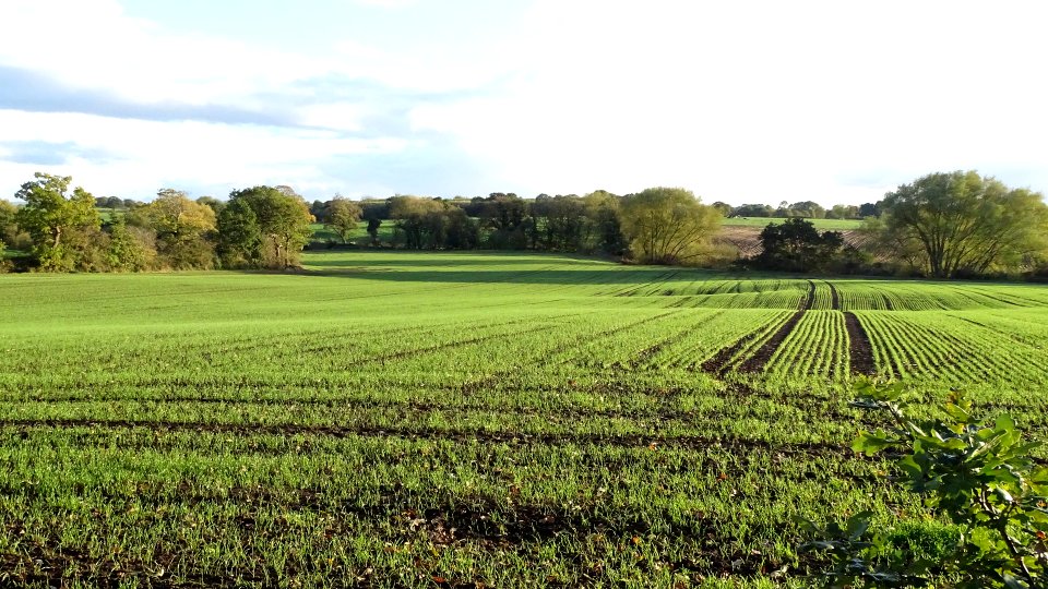 Green and Pleasant