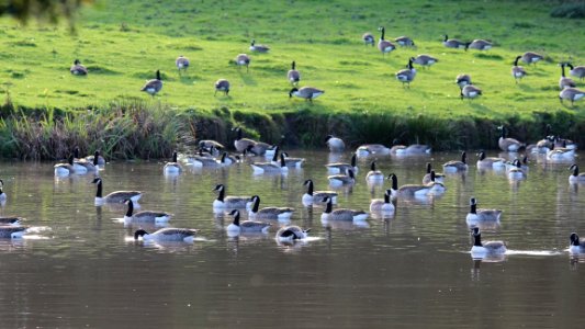 Canada Gooses photo