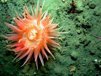 OCNMS - deep water anemone-nopin photo
