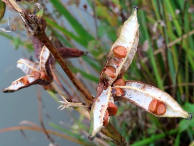 Seed Pods photo