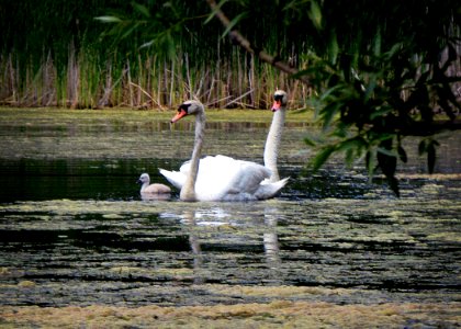 swans photo