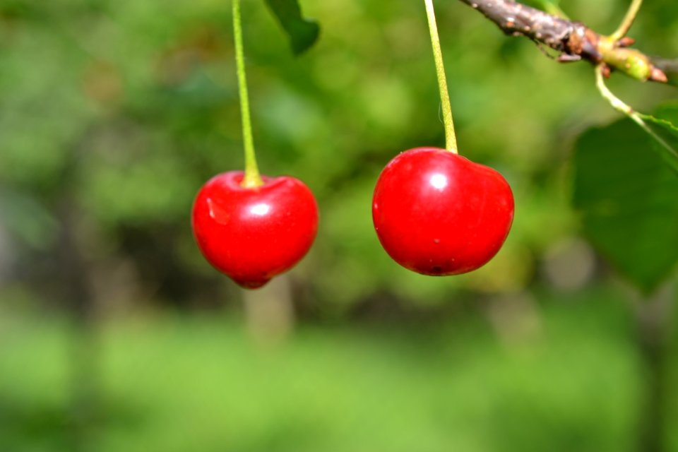 sour cherries