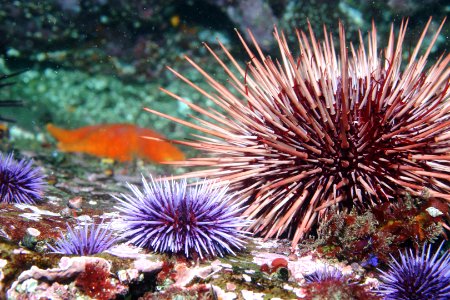 GFNMS - Purple And Red Sea Urchins - Del Mar Landing State Marine Reserve photo