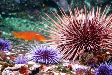 GFNMS - Purple And Red Sea Urchins - Del Mar Landing State Marine Reserve