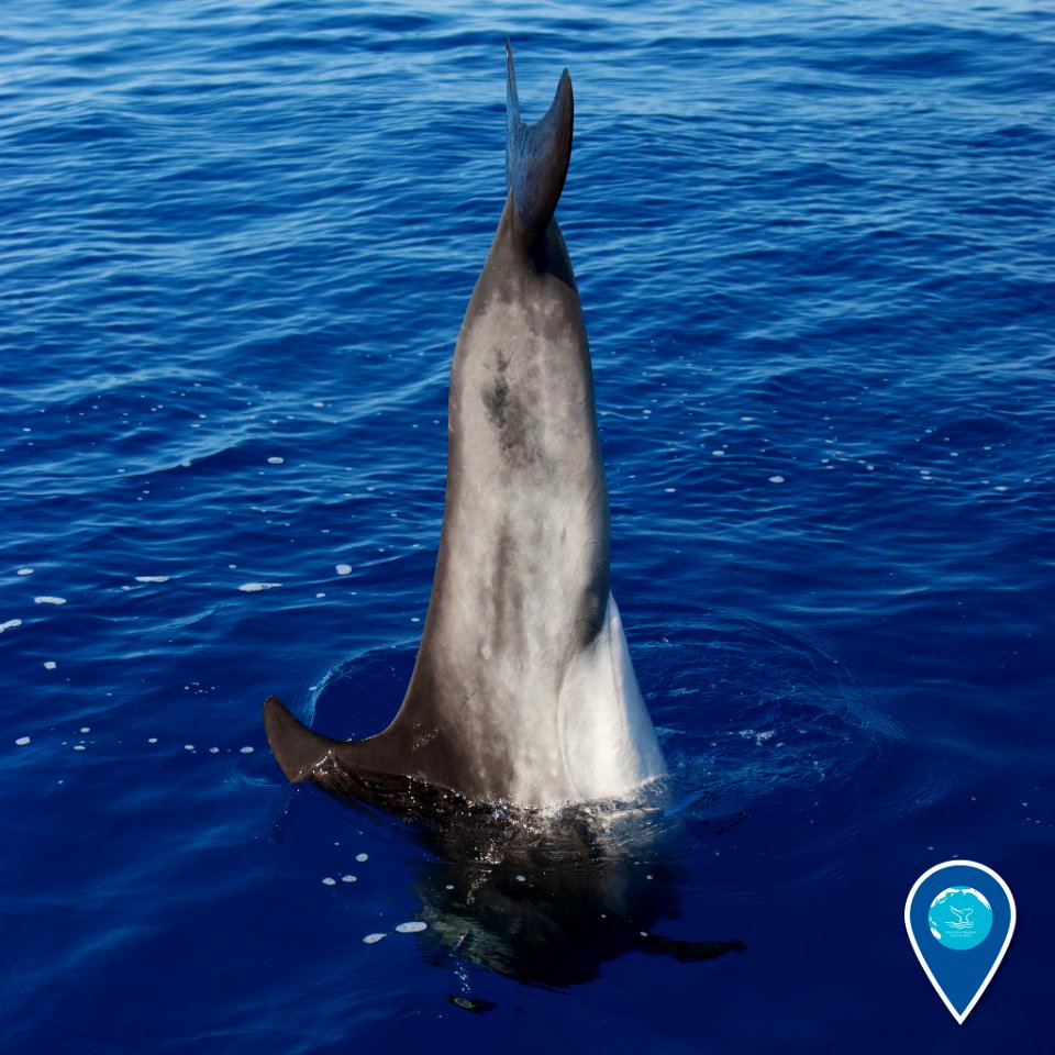 HIHWNMS dolphin tale