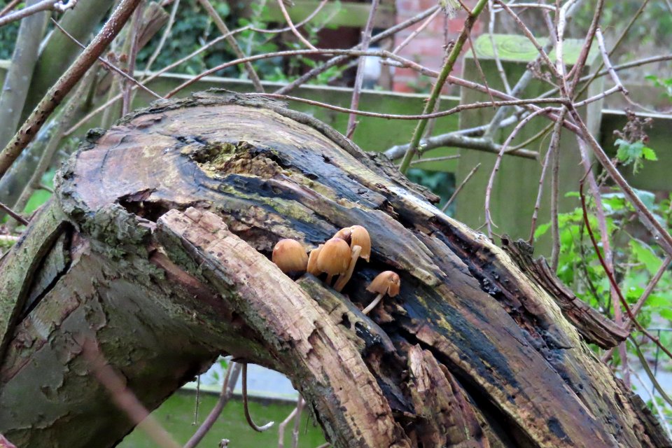 Broken Trunk Fungus