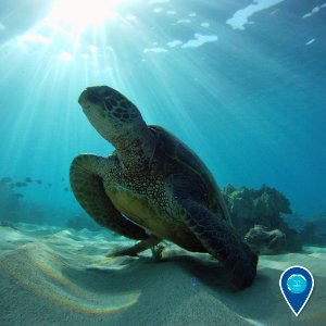 HIHWNMS green sea turtle