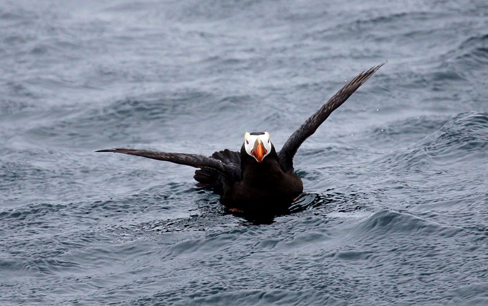 CBNMS - Tufted Puffin- Fratercula cirrhata (Alcidae)