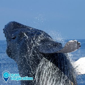 HIHWNMS breaching humpback whale photo