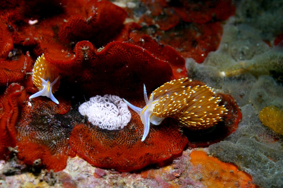 MBNMS - Invasive Bryozoan Watersipora