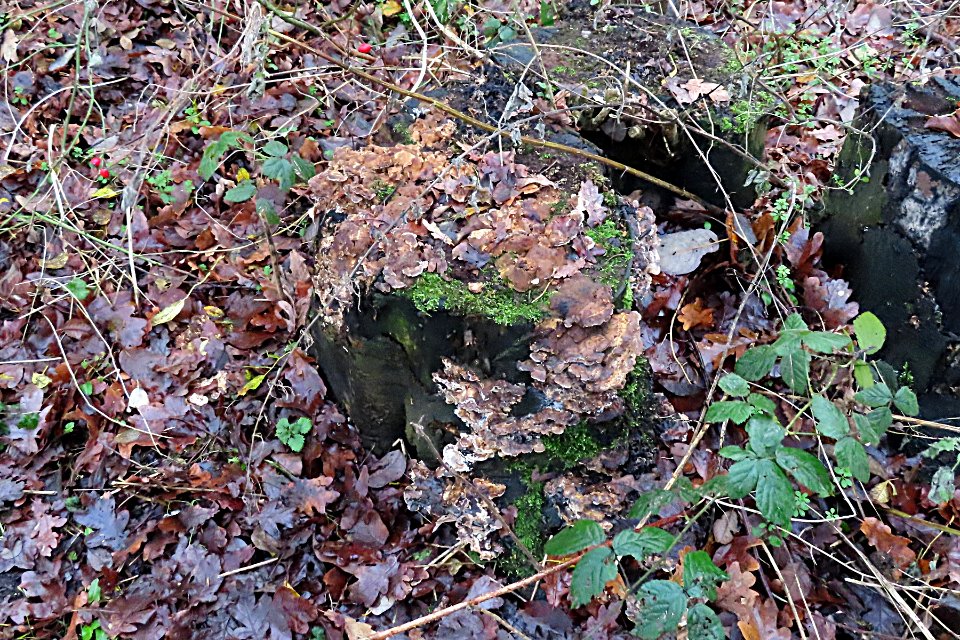 Soaking Stump Fungus