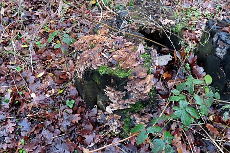 Soaking Stump Fungus photo