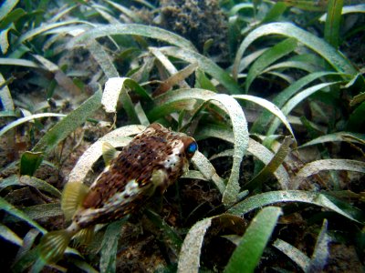 FKNMS pufferfish in seagrass