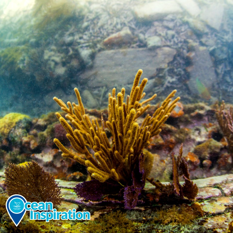 FKNMS invertebrates growing