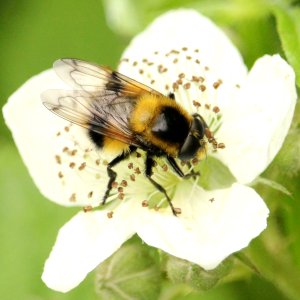 Fly Bee dot com