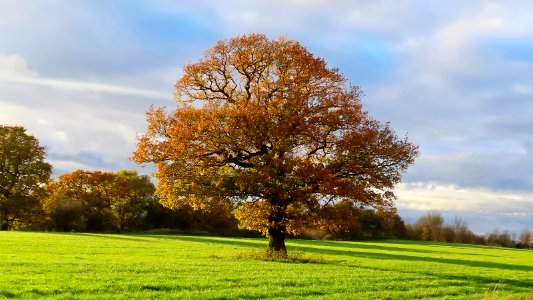 Cheshire Oak, photo