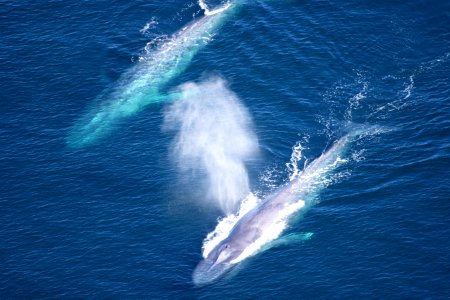 CINMS - Two Blue Whales Aerial Photo photo