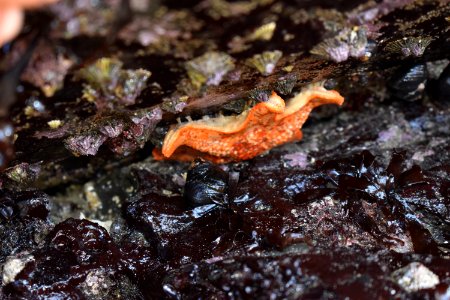 Sea Star Tide Pool photo