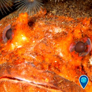 GRNMS oyster toadfish closeup photo