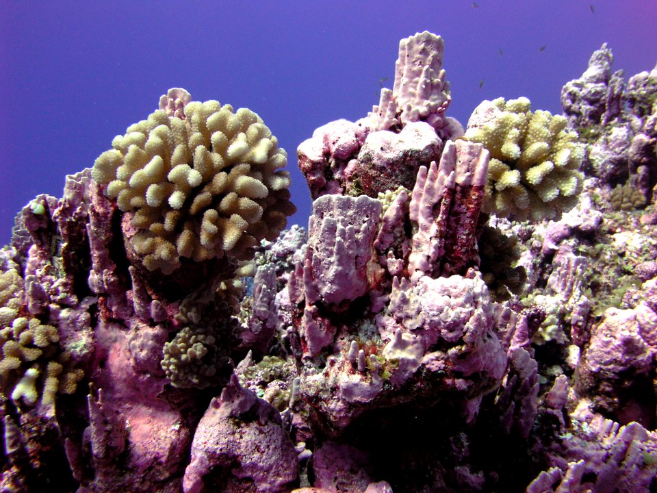 Crustose Coralline Algae