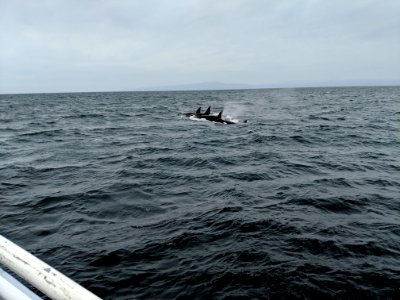 MBNMS orcas photo