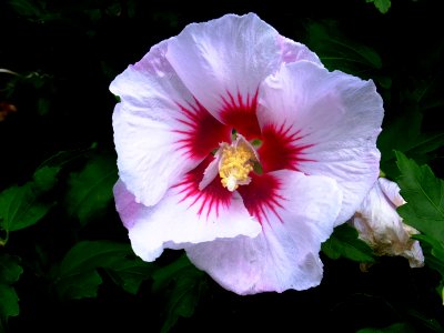 Hibiscus photo