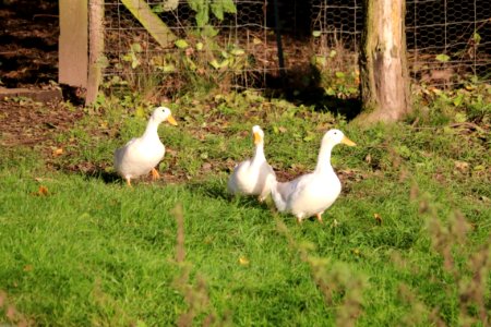 Running Ducks