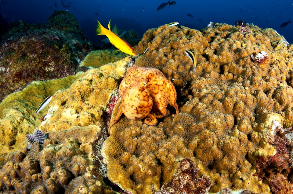 FGBNMS Caribbean Two Spotted Octopus