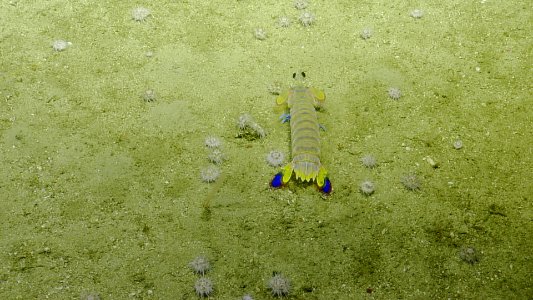 CINMS -- Mantis Pistol Shrimp