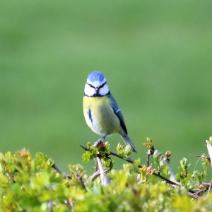 Blue Tit photo