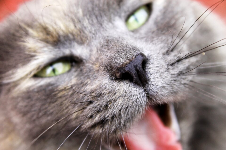 Glare whiskers dangerous