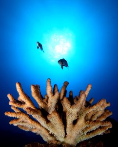 Coral And Fish