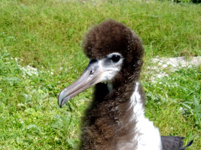 Laysan Albatross Chick photo
